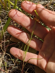 Microseris douglasii