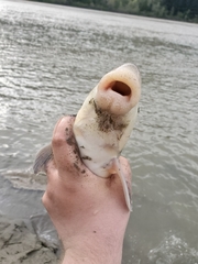 Catostomus macrocheilus