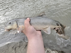 Catostomus macrocheilus