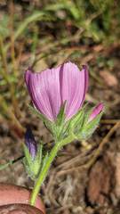 Sidalcea keckii