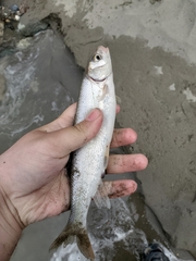 Mylocheilus caurinus