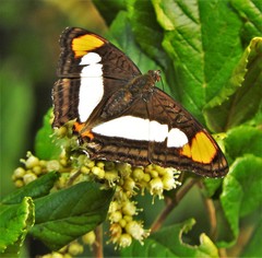 Adelpha zea