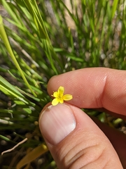 Microseris douglasii
