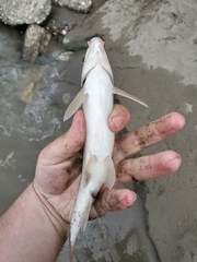 Mylocheilus caurinus