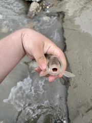 Mylocheilus caurinus