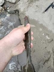 Mylocheilus caurinus