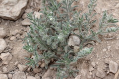 Cryptantha mexicana