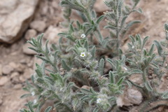 Cryptantha mexicana