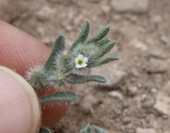 Cryptantha mexicana
