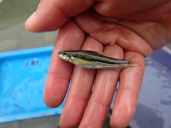 Microphysogobio alticorpus