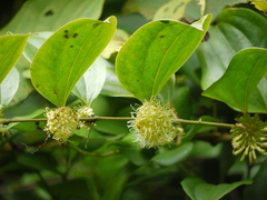 Smilax ovalifolia