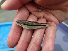 Microphysogobio alticorpus