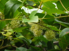 Smilax ovalifolia