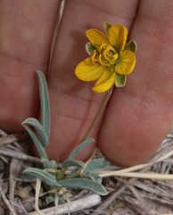 Senna pumilio