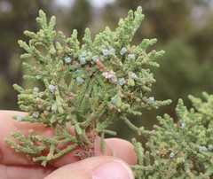 Juniperus coahuilensis
