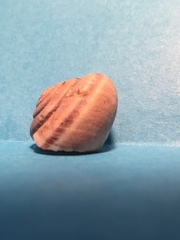 Helminthoglypta dupetithouarsi