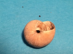 Helminthoglypta dupetithouarsi