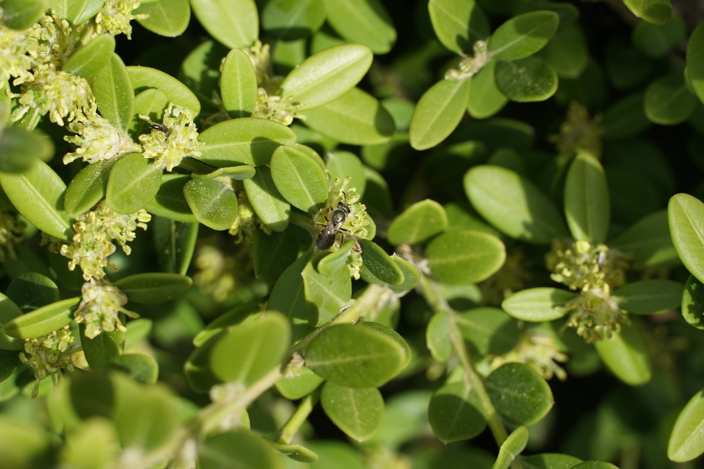 Metallic Sweat Bees In April 2021 By Davis Harder INaturalist   Large 