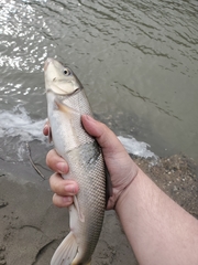 Catostomus macrocheilus