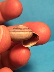 Helminthoglypta dupetithouarsi