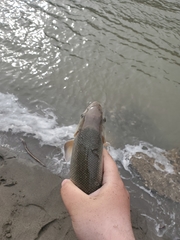 Catostomus macrocheilus