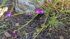 Calandrinia breweri