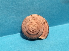 Helminthoglypta dupetithouarsi