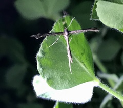 Anstenoptilia