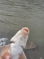 Catostomus macrocheilus