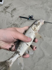 Catostomus macrocheilus