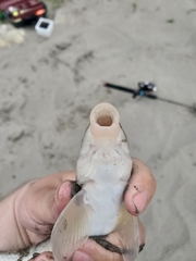 Catostomus macrocheilus