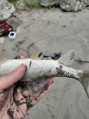 Catostomus macrocheilus