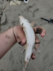 Catostomus macrocheilus