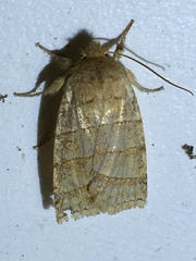 Pyreferra citrombra