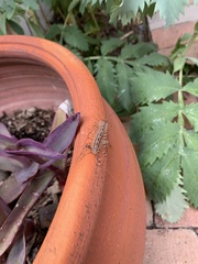 Scutigera coleoptrata