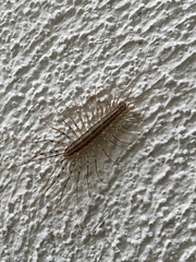 Scutigera coleoptrata