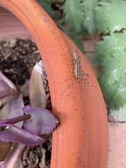 Scutigera coleoptrata