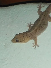 Phyllopezus pollicaris