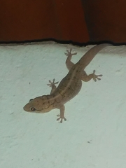 Phyllopezus pollicaris