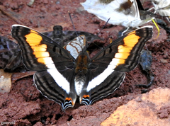 Doxocopa linda