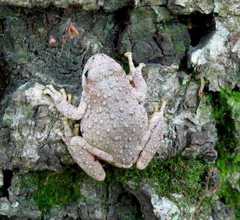 Hyla arenicolor