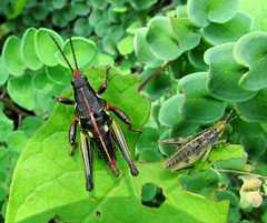 Sphenarium purpurascens