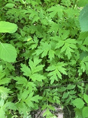 Hydrophyllum brownei