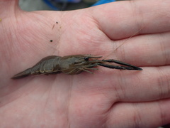 Macrobrachium asperulum