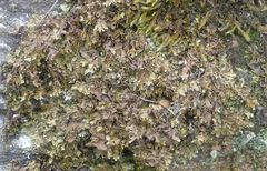 Xanthoparmelia glabrans