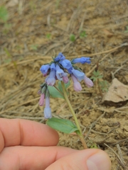 Mertensia longiflora