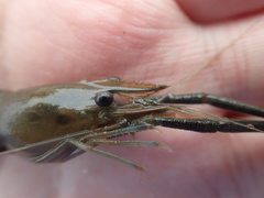 Macrobrachium asperulum