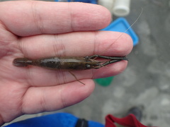 Macrobrachium asperulum