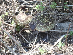 Crotalus molossus nigrescens