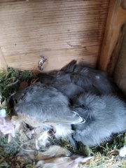 Baeolophus atricristatus